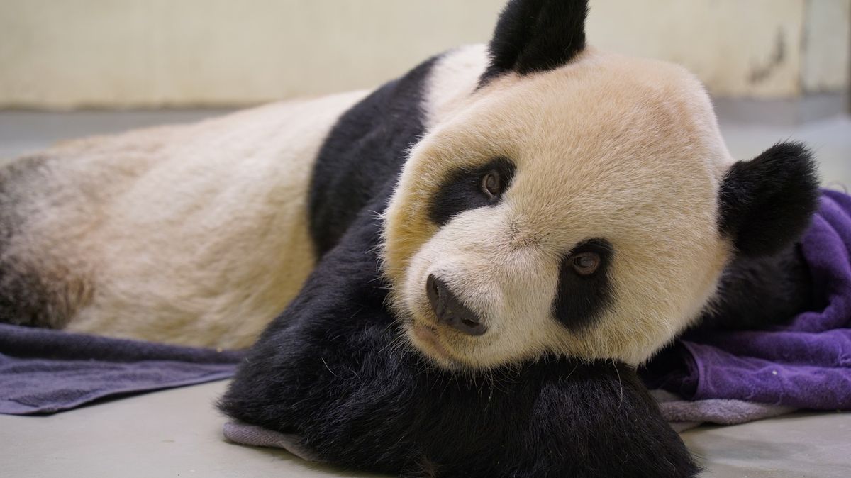 Čína před lety darovala Tchaj-wanu pandu na důkaz přátelství. Teď uhynula